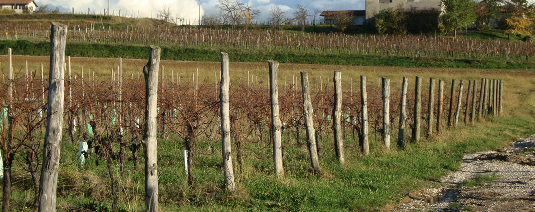 Colli Orientali del Friuli - Weinregionen Colli Orientali del Friuli - Weinregionen