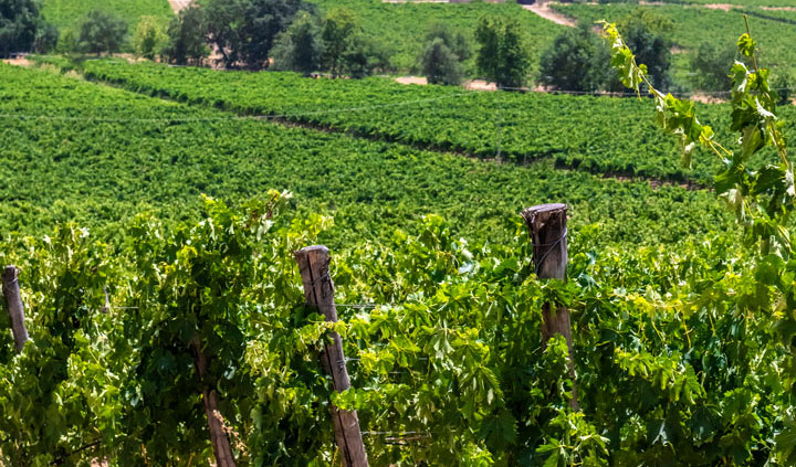 Donnafugata Donnafugata